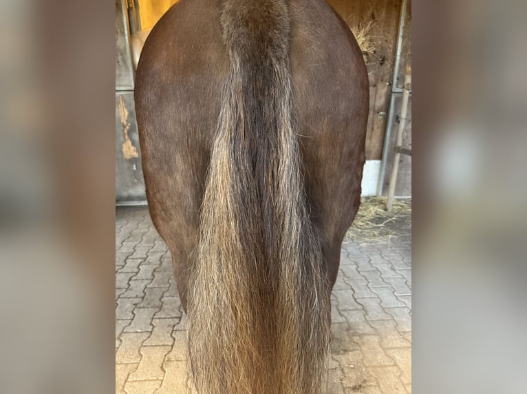 Cob Yegua 8 años 157 cm Alazán-tostado in Amerang