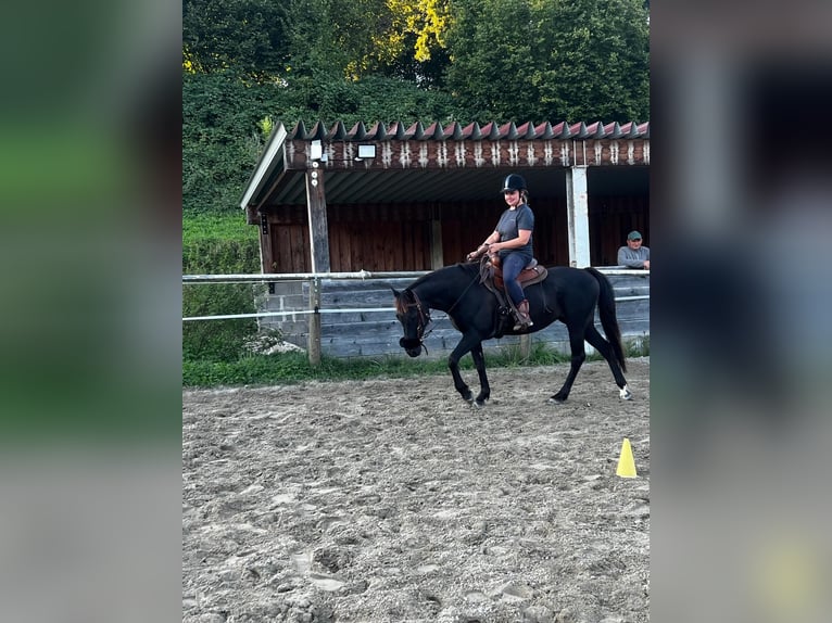 Cob Mestizo Yegua 9 años 144 cm Castaño oscuro in Tettnang