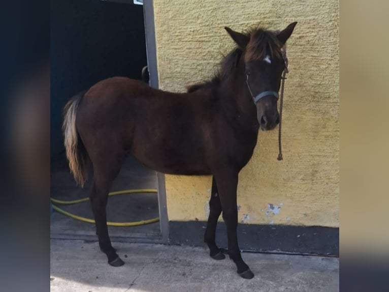 Cob Mestizo Yegua Potro (05/2024) 143 cm Musgo marrón in Torren