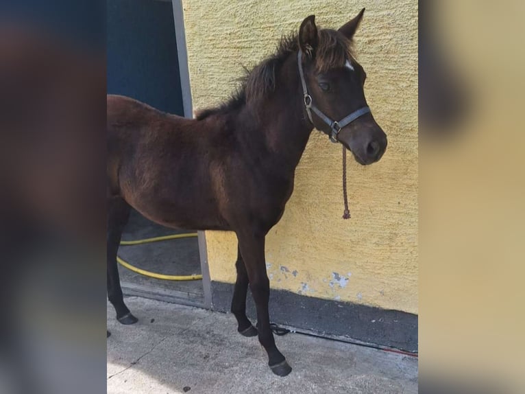 Cob Mestizo Yegua Potro (05/2024) 143 cm Musgo marrón in Torren