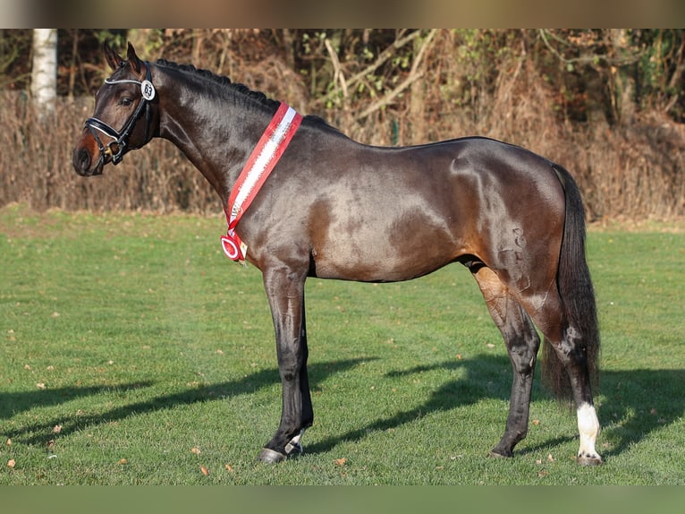 COEUR DE BELLA DONNA Oldenburg-International (OS) Stallion Smoky-Black in Werder