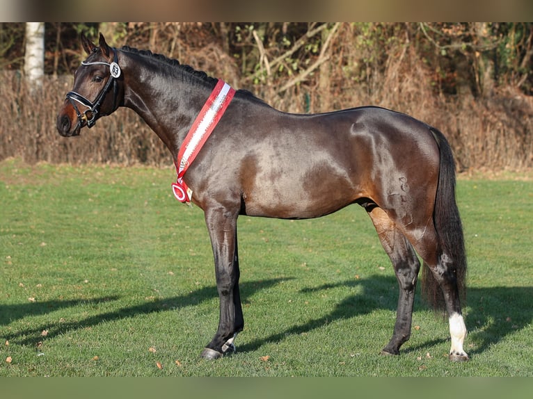 COEUR DE BELLA DONNA Oldenburg-International (OS) Stallion in Werder