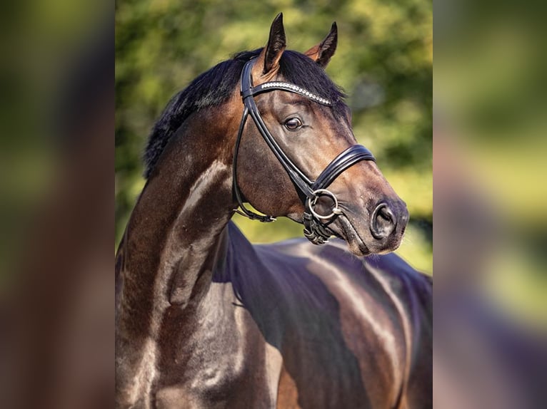COEUR DE BELLA DONNA Oldenburg-International (OS) Stallion in Werder