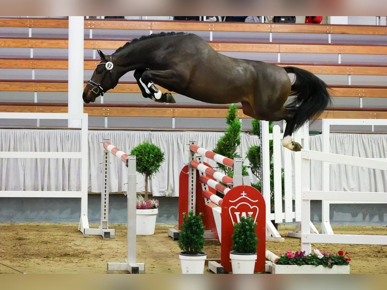COEUR DE BELLA DONNA Oldenburg-International (OS) Stallion in Werder