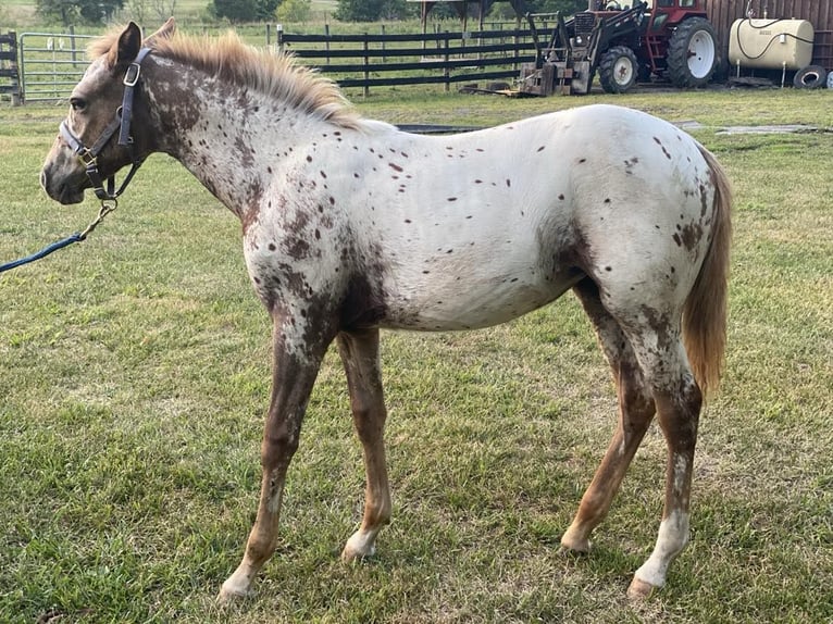 Colorado Ranger Mare Foal (02/2024) Leopard-Piebald in Lebanon