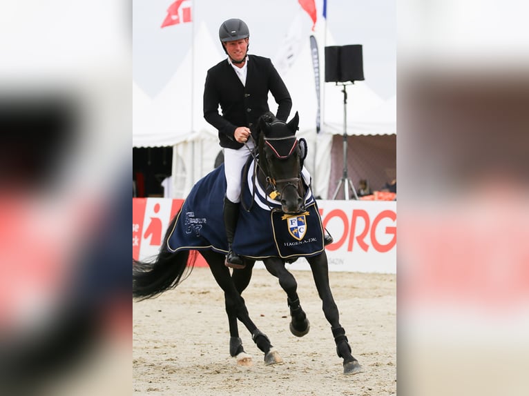 COMME PRÉVU Westphalian Stallion Smoky-Black in Lemwerder