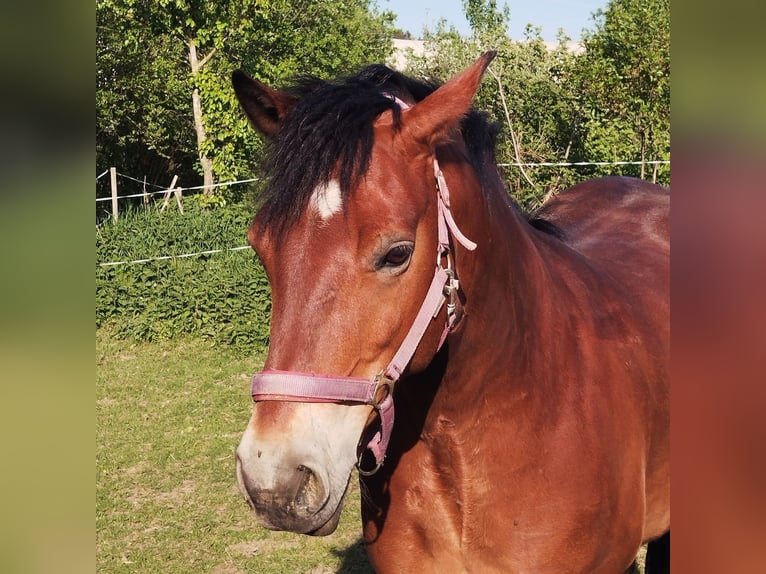 Connemara Caballo castrado 10 años 146 cm Castaño in Neulichtenberg