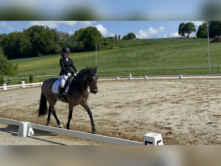 Connemara Caballo castrado 10 años 146 cm Castaño-ruano in Bad Abbach