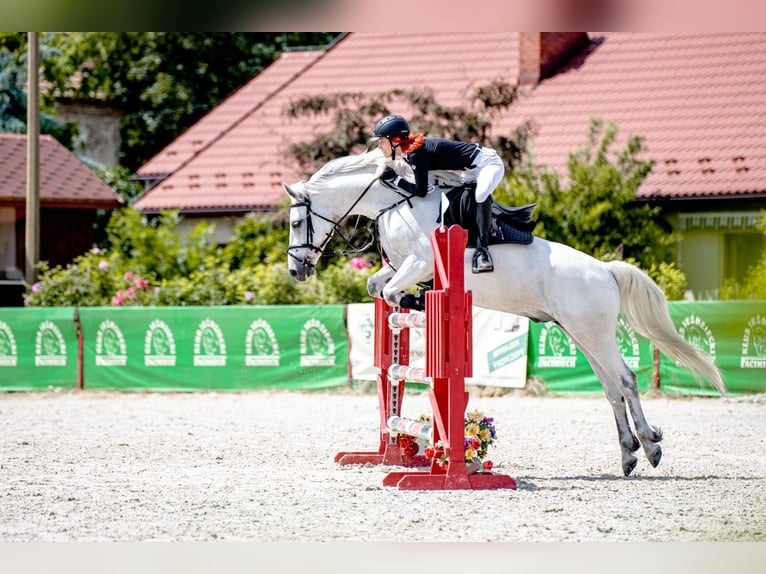 Connemara Caballo castrado 10 años 148 cm Tordo in Radzymin