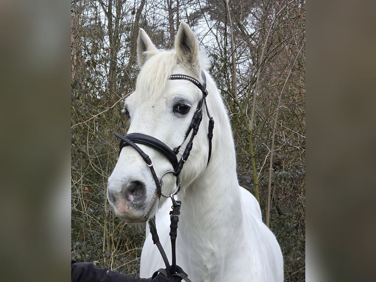 Connemara Mestizo Caballo castrado 10 años 149 cm Tordo in Wachtendonk
