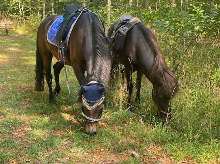 Connemara Caballo castrado 10 años 152 cm Castaño in Calw