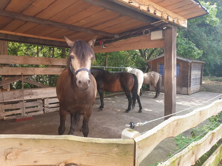 Connemara Caballo castrado 10 años 152 cm Grullo in Nürnberg