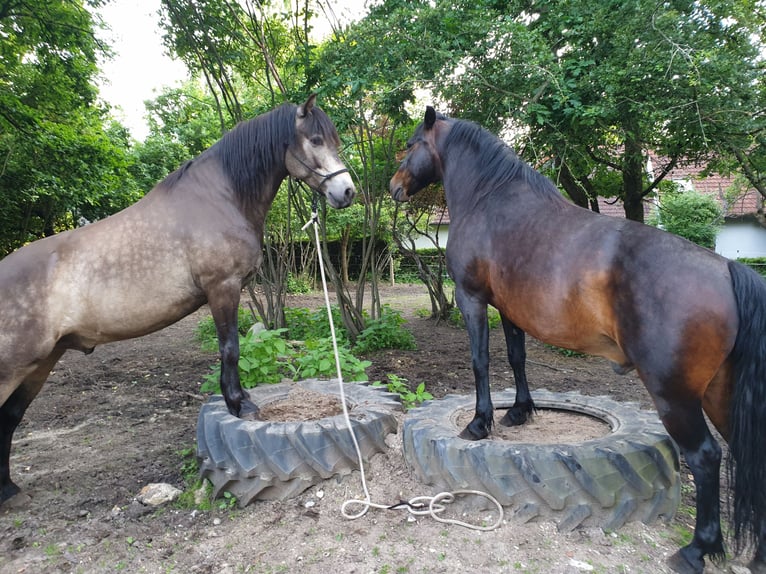 Connemara Caballo castrado 10 años 152 cm Grullo in Nürnberg