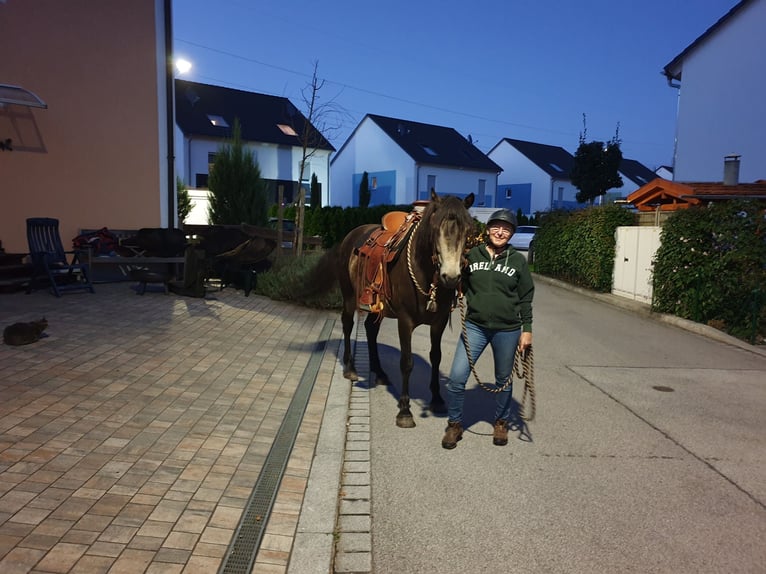 Connemara Caballo castrado 10 años 152 cm Grullo in Nürnberg