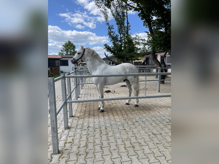 Connemara Caballo castrado 10 años 152 cm Tordo picazo in Gründau