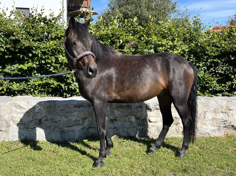 Connemara Caballo castrado 10 años 153 cm in Petting