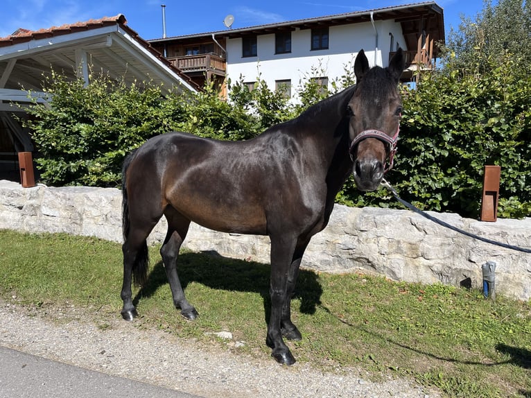 Connemara Caballo castrado 10 años 153 cm in Petting