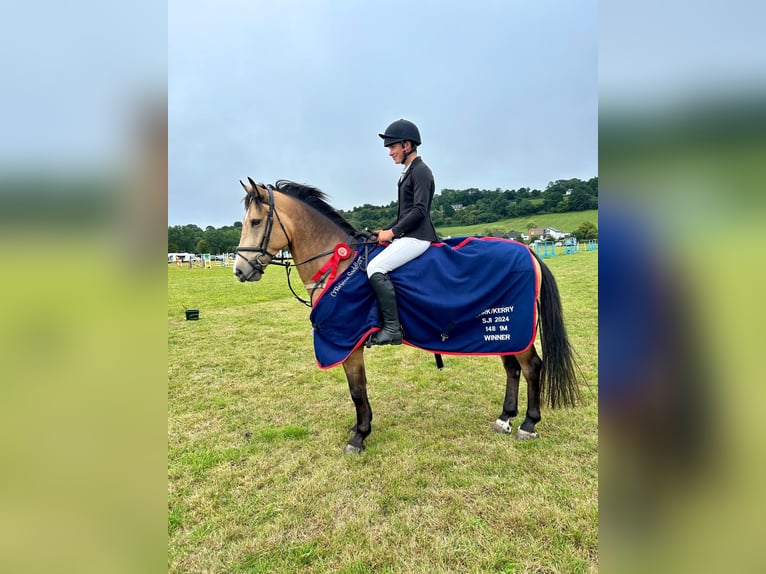 Connemara Mestizo Caballo castrado 10 años in Dublin