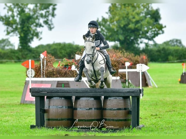 Connemara Mestizo Caballo castrado 10 años in Dublin