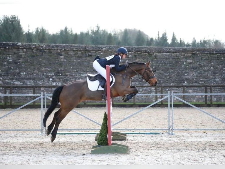 Connemara Mestizo Caballo castrado 10 años in Dublin