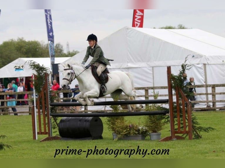 Connemara Mestizo Caballo castrado 10 años in Dublin