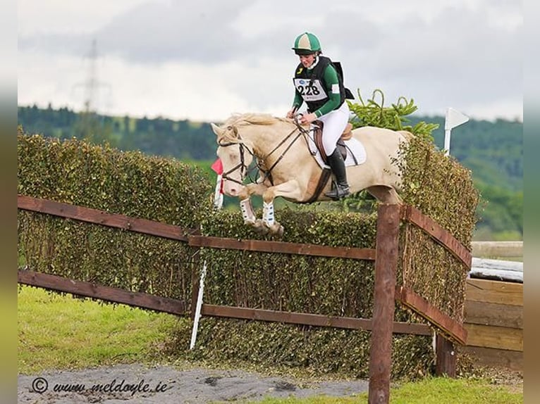 Connemara Mestizo Caballo castrado 10 años in Dublin