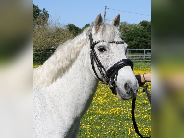 Connemara Caballo castrado 11 años 134 cm Tordo in Wachtendonk