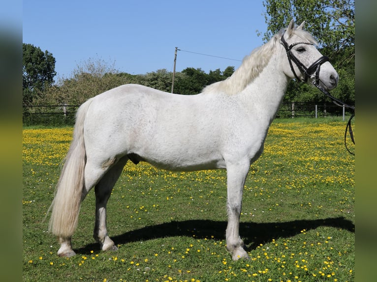 Connemara Caballo castrado 11 años 134 cm Tordo in Wachtendonk
