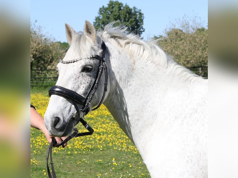 Connemara Caballo castrado 11 años 134 cm Tordo in Wachtendonk