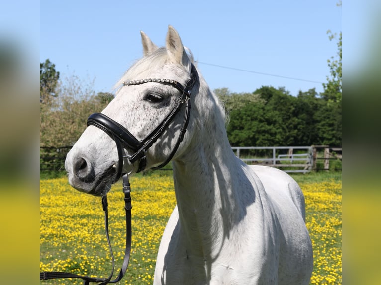 Connemara Caballo castrado 11 años 134 cm Tordo in Wachtendonk
