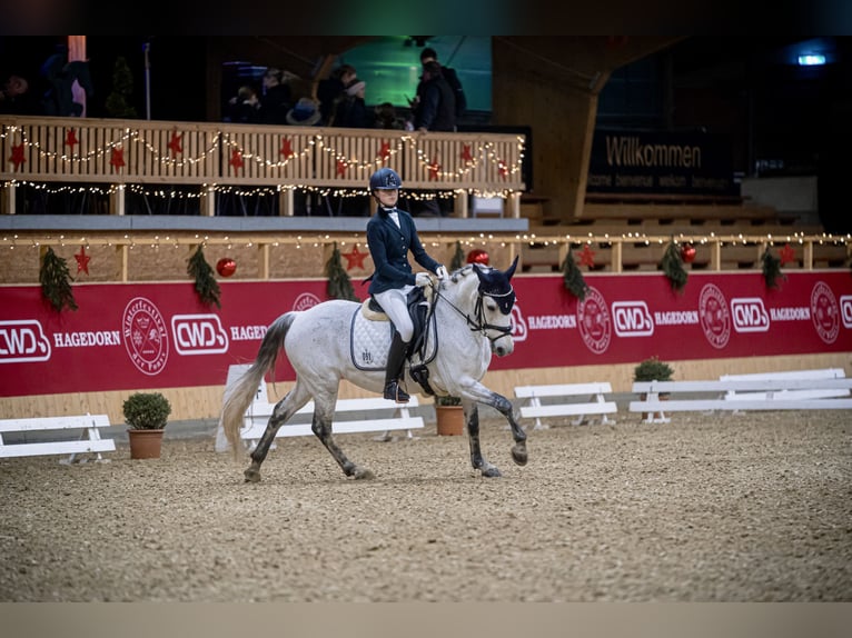 Connemara Caballo castrado 11 años 142 cm Tordo in Göttingen