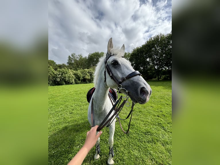 Connemara Mestizo Caballo castrado 11 años 145 cm Tordo in Aix-Noulette