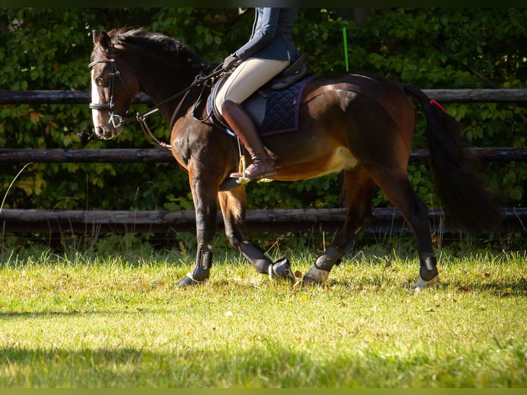 Connemara Caballo castrado 11 años 146 cm Castaño in Weilerswist