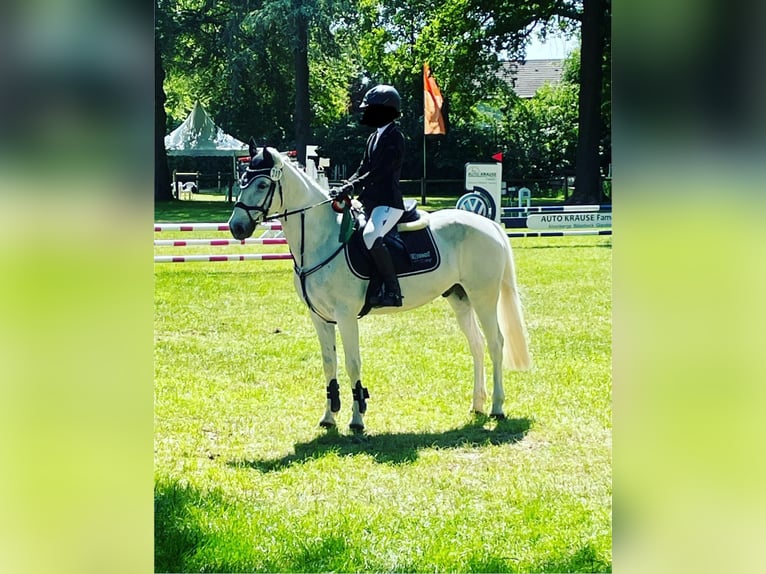 Connemara Caballo castrado 11 años 146 cm Tordo in Ochtrup
