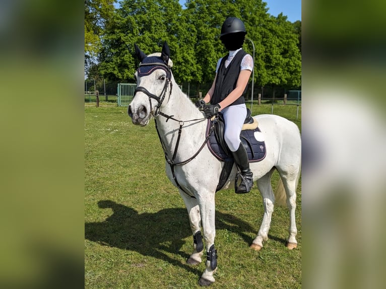 Connemara Caballo castrado 11 años 146 cm Tordo in Ochtrup