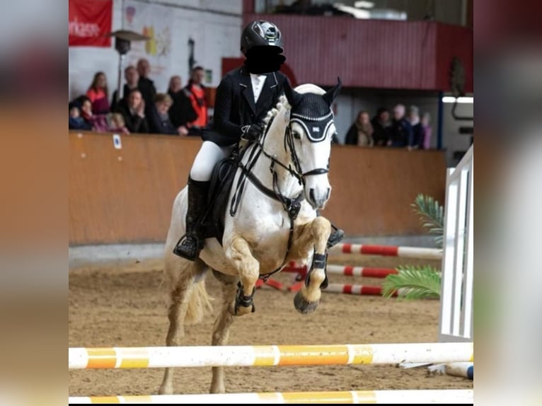 Connemara Caballo castrado 11 años 146 cm Tordo in Ochtrup