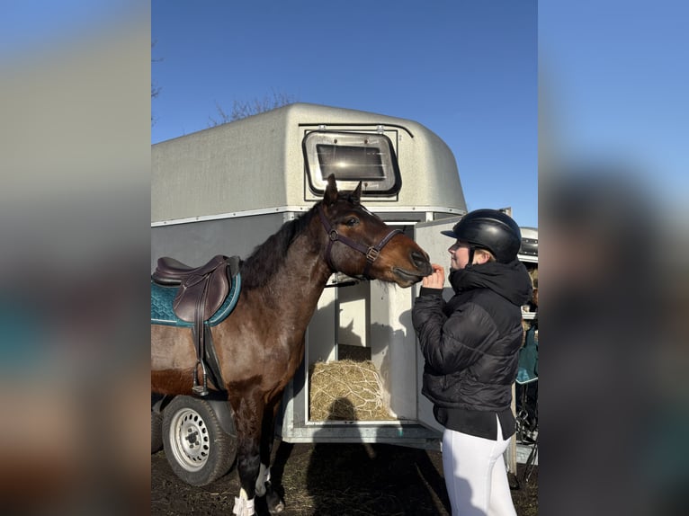 Connemara Caballo castrado 11 años 147 cm Castaño in Neuhof