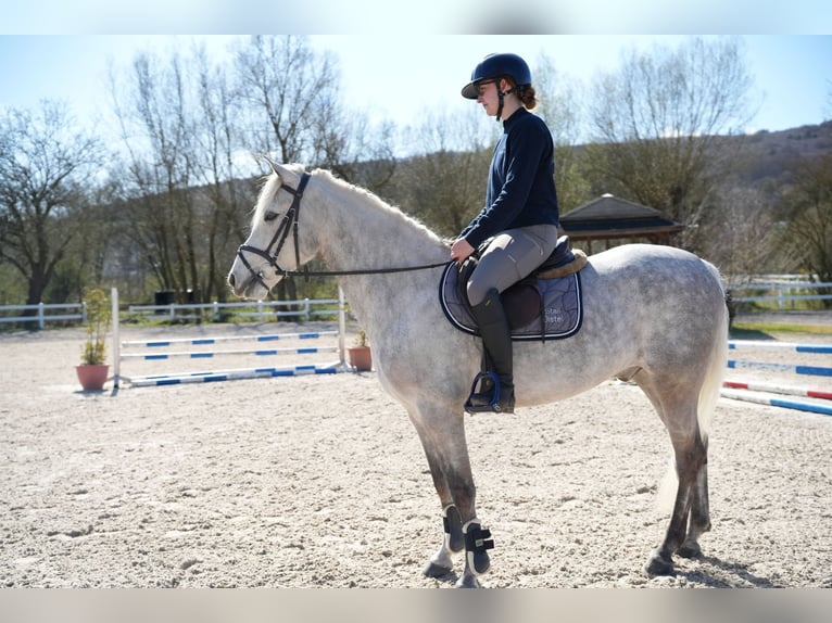 Connemara Caballo castrado 11 años 148 cm Tordo in Wächtersbach