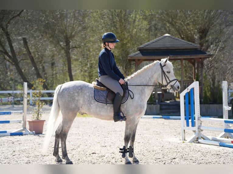 Connemara Caballo castrado 11 años 148 cm Tordo in Wächtersbach