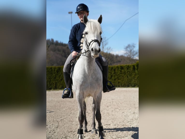 Connemara Caballo castrado 11 años 148 cm Tordo in Wächtersbach