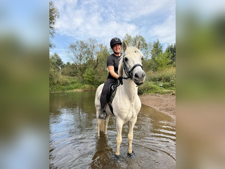 Connemara Caballo castrado 11 años 152 cm Tordo picazo in Gründau