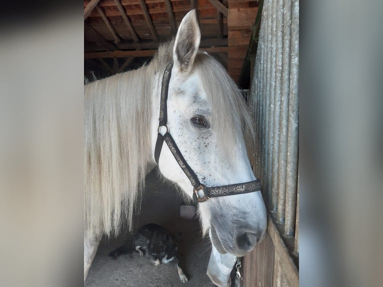 Connemara Mestizo Caballo castrado 11 años 154 cm Tordo picazo in Arnsberg