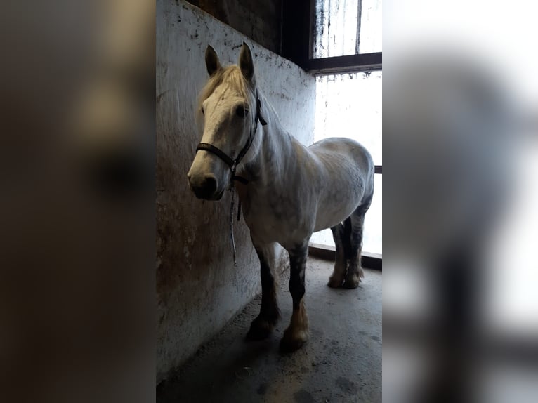 Connemara Mestizo Caballo castrado 11 años 154 cm Tordo picazo in Arnsberg