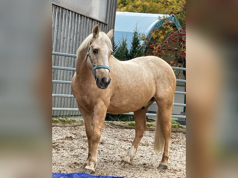 Connemara Caballo castrado 12 años 140 cm Palomino in Kißlegg