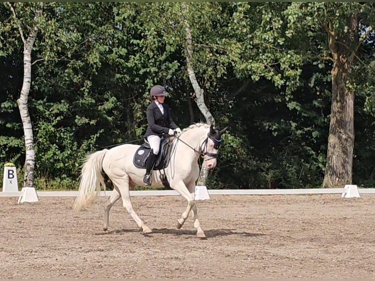 Connemara Caballo castrado 12 años 147 cm Cremello in Bad König