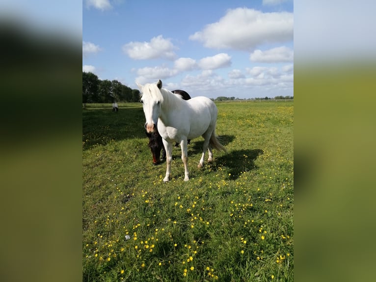 Connemara Caballo castrado 12 años 150 cm Tordo in Jever