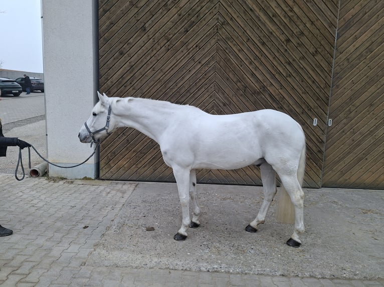 Connemara Caballo castrado 12 años 158 cm Tordo in Dasing