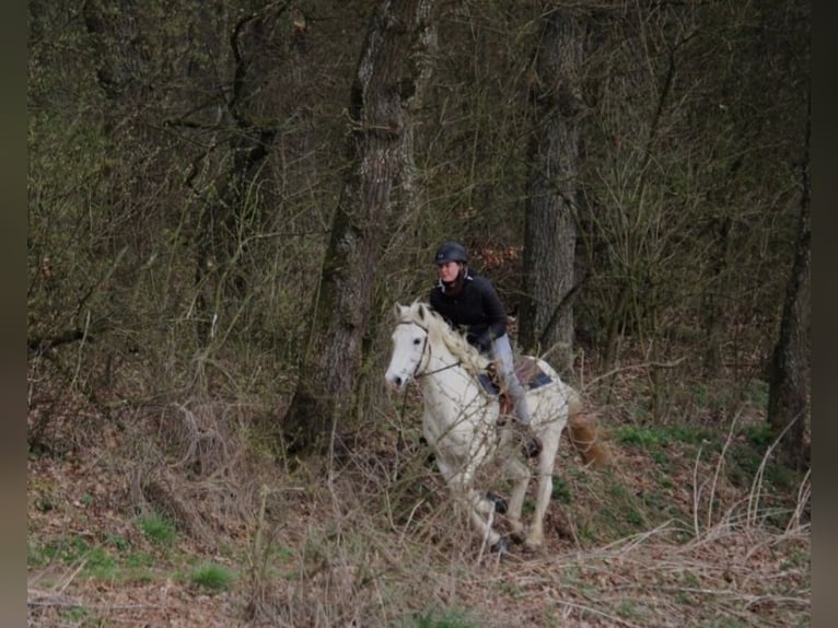 Connemara Caballo castrado 13 años 144 cm Tordo in Langquaid