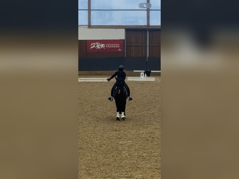 Connemara Caballo castrado 13 años 148 cm Negro in Bürgstadt