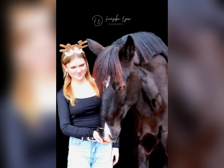 Connemara Caballo castrado 13 años 148 cm Negro in Bürgstadt